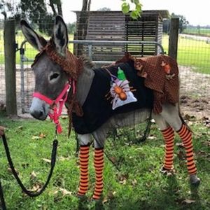 Baby Witch Donkey/Pony Halloween Costume